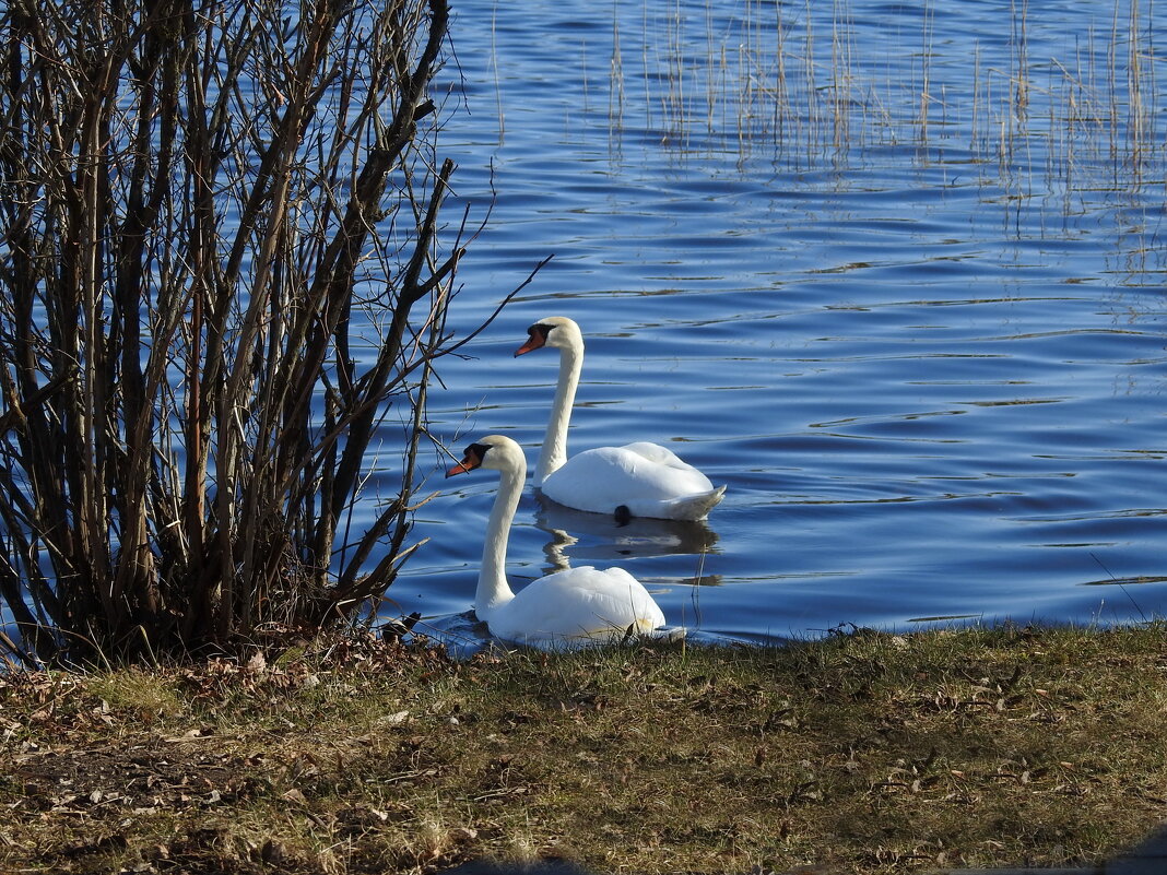 весна.лето - ИННА ПОРОХОВА весна.лето - ИННА ПОРОХОВА