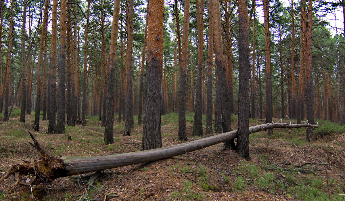 Про пытки в сосновом лесу. - Михаил Полыгалов Про пытки в сосновом лесу. - Михаил Полыгалов