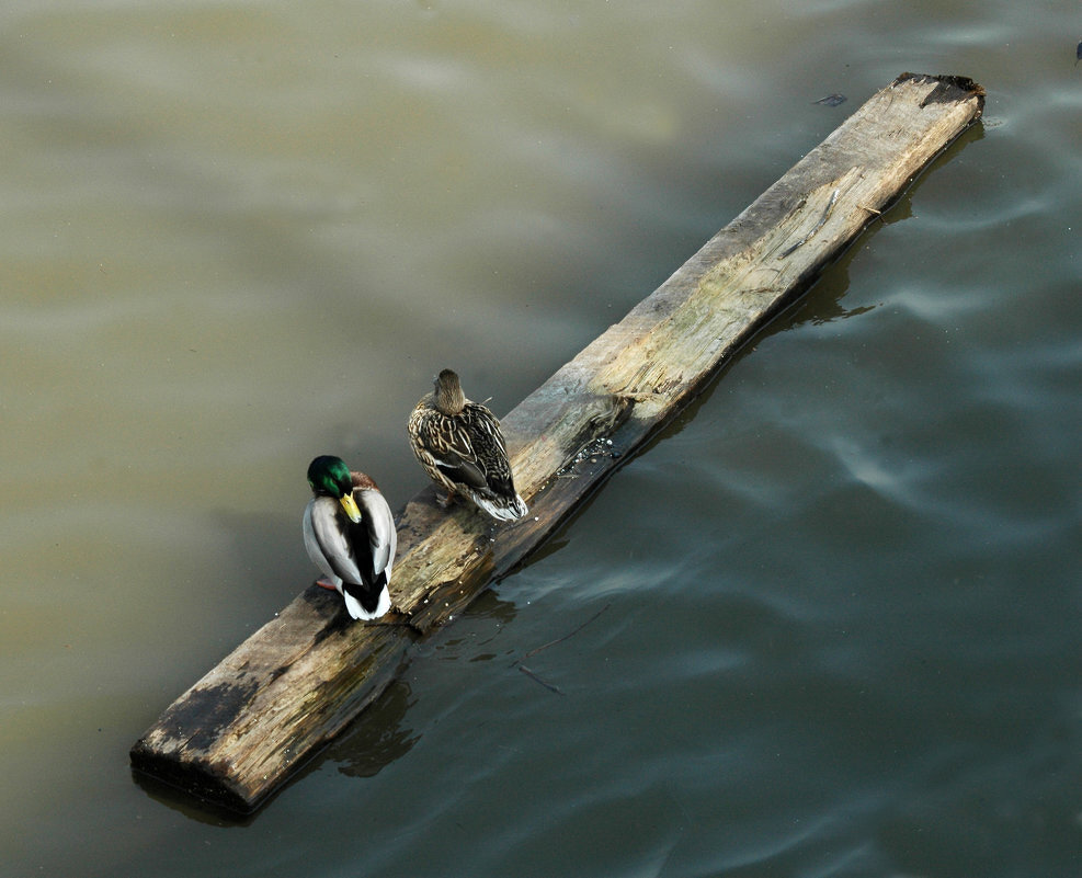Свадебное путешествие. - Борис Бутцев Свадебное путешествие. - Борис Бутцев