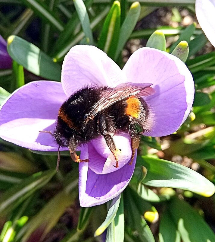 * * * - Елена * * * - Елена