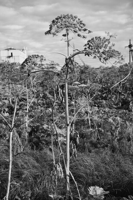 Название отсутствует - Денис Безногов Название отсутствует - Денис Безногов