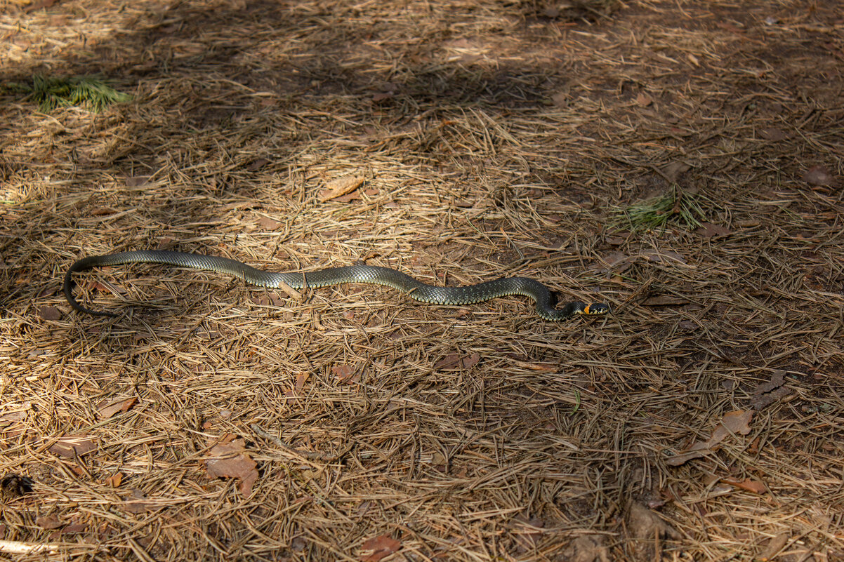 Про ужика. - Михаил "Skipper"