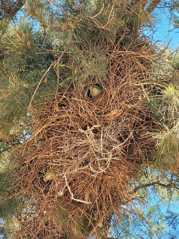 Домики попугаев - Светлана Хращевская