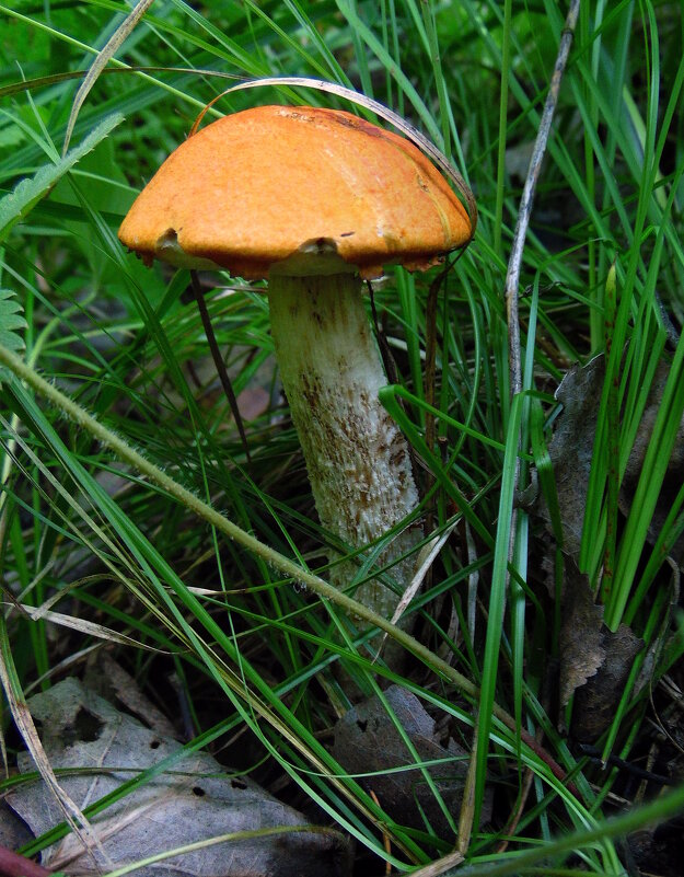 Подосиновик спрятался. - nadyasilyuk Вознюк Подосиновик спрятался. - nadyasilyuk Вознюк