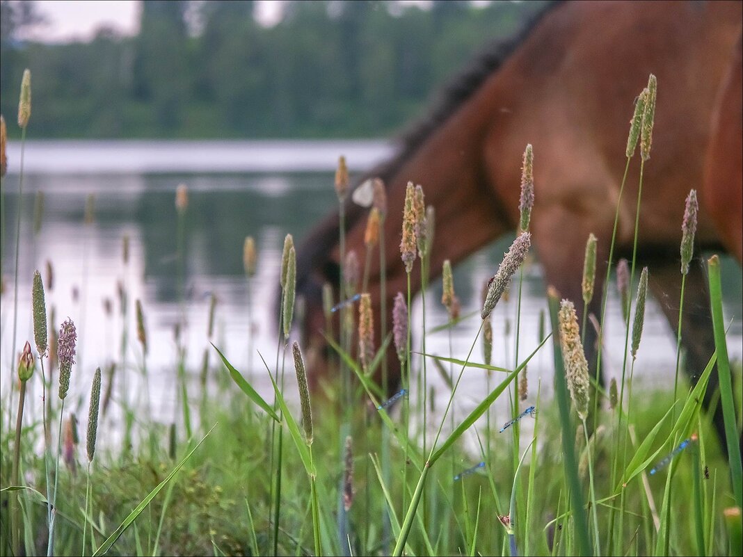 У ОЗЕРА - Александр Кустов