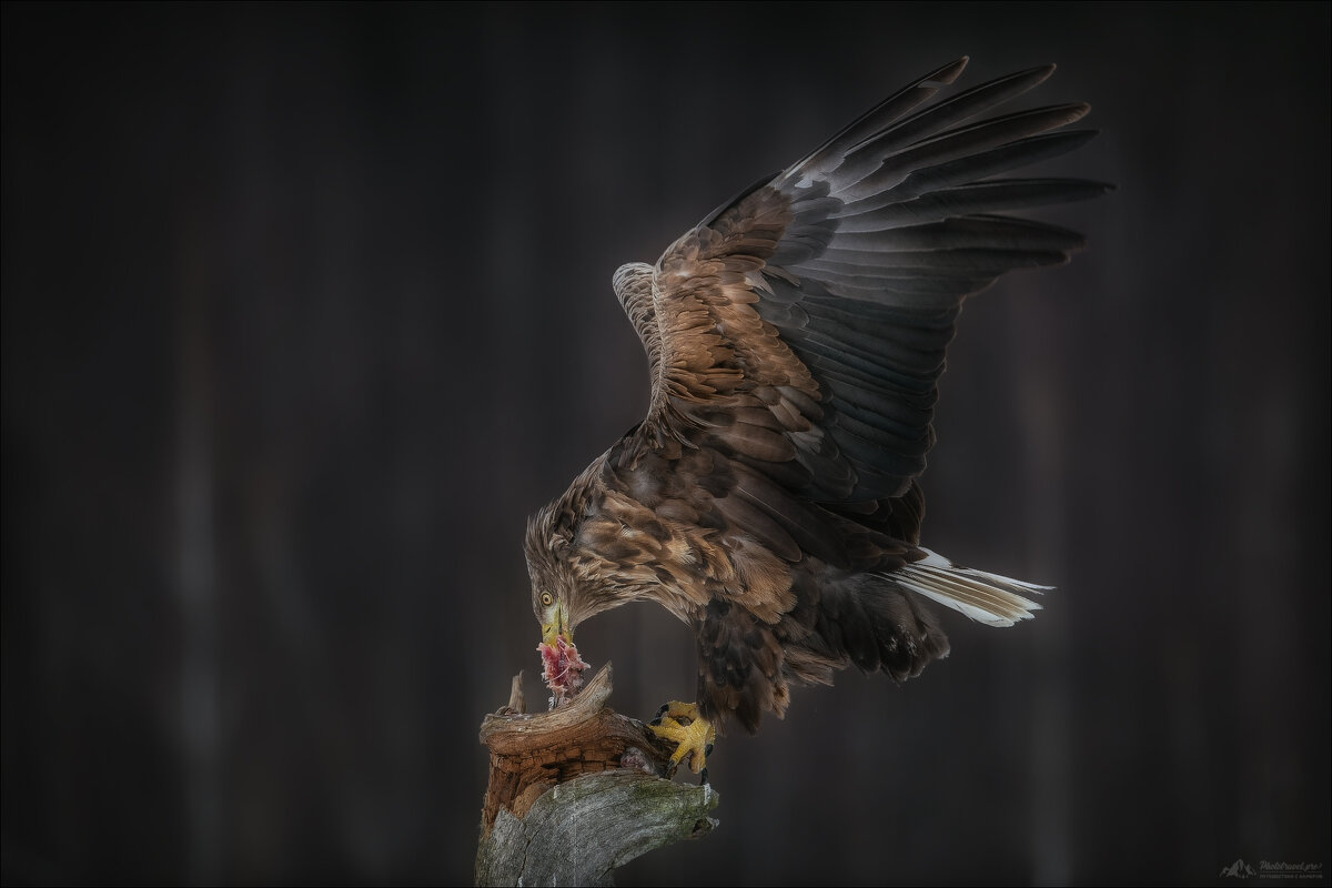 *** - Влад Соколовский