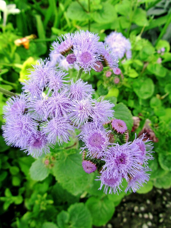 Агератум - Сергей Карачин Агератум - Сергей Карачин