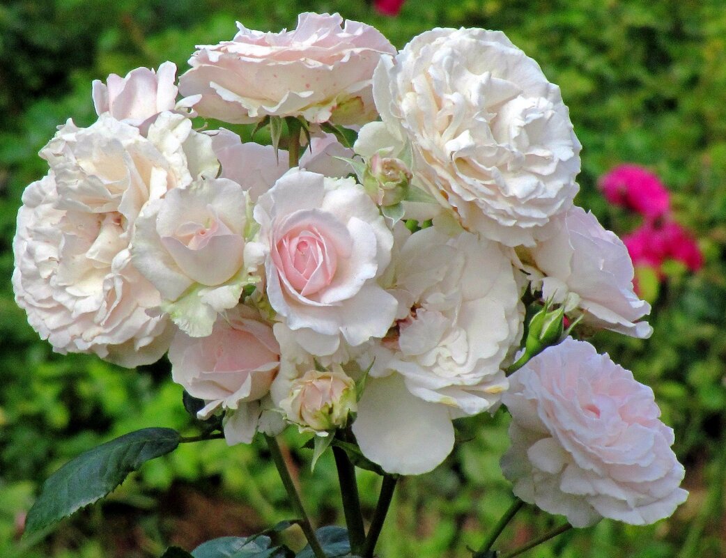 Белые розочки - Сергей Карачин