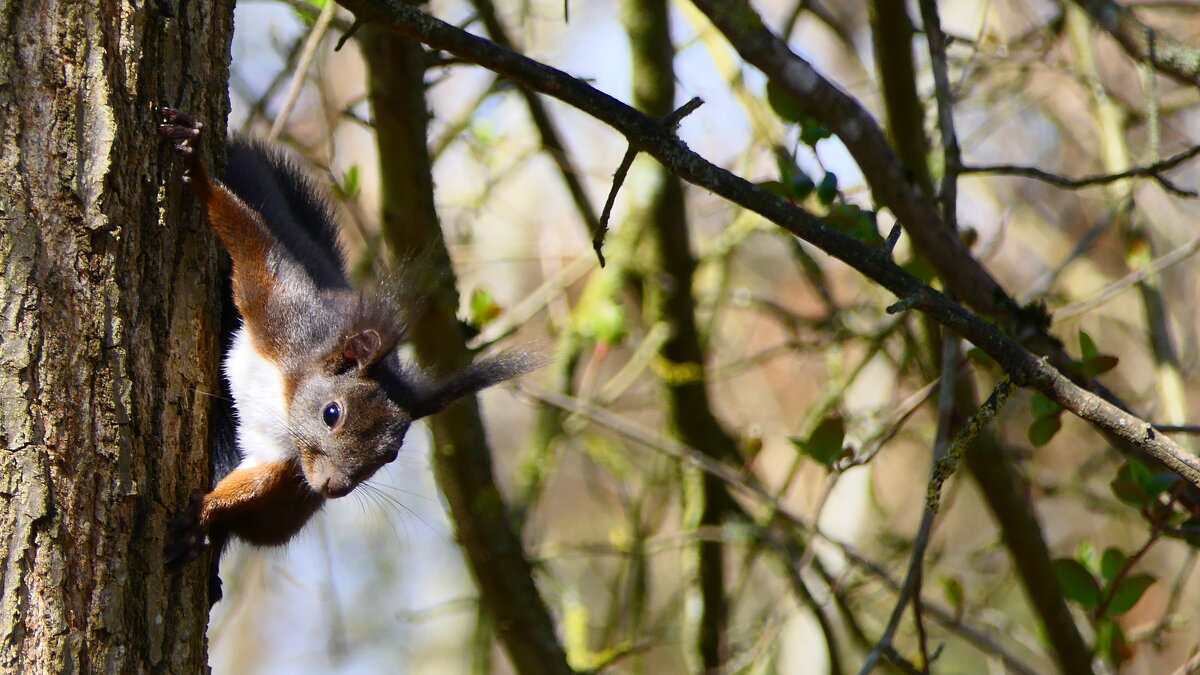 Пробуждение "ВЕСНЫ" Прекрасная природа. - "The Natural World" Александер Пробуждение "ВЕСНЫ" Прекрасная природа. - "The Natural World" Александер