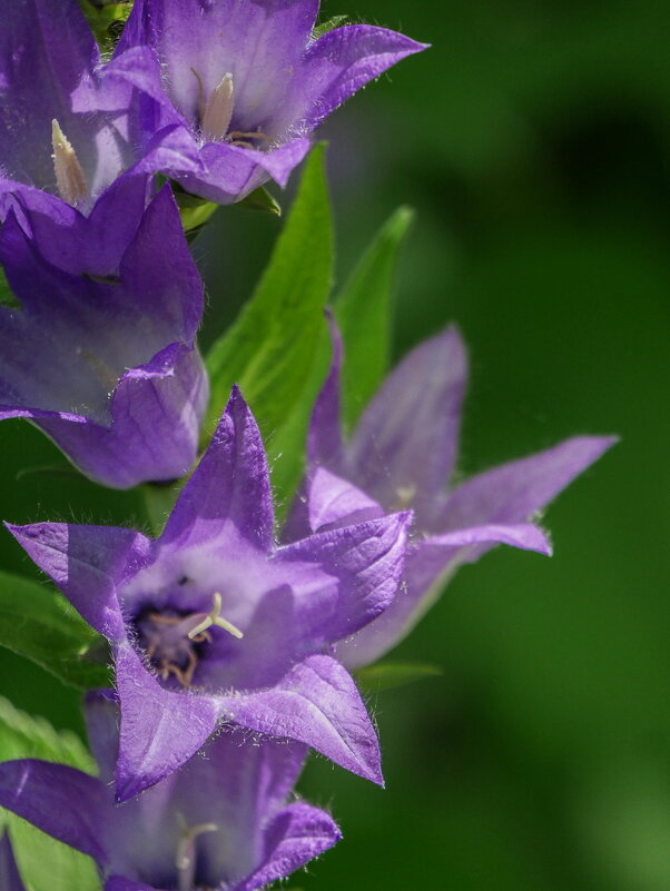 Краса лесов - Наталья Rosenwasser