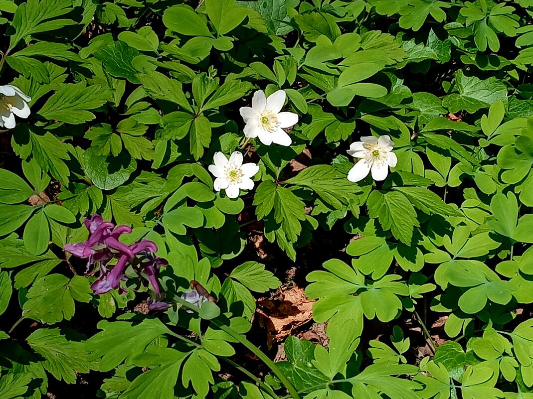 анемона древесная - Heinz Thorns анемона древесная - Heinz Thorns