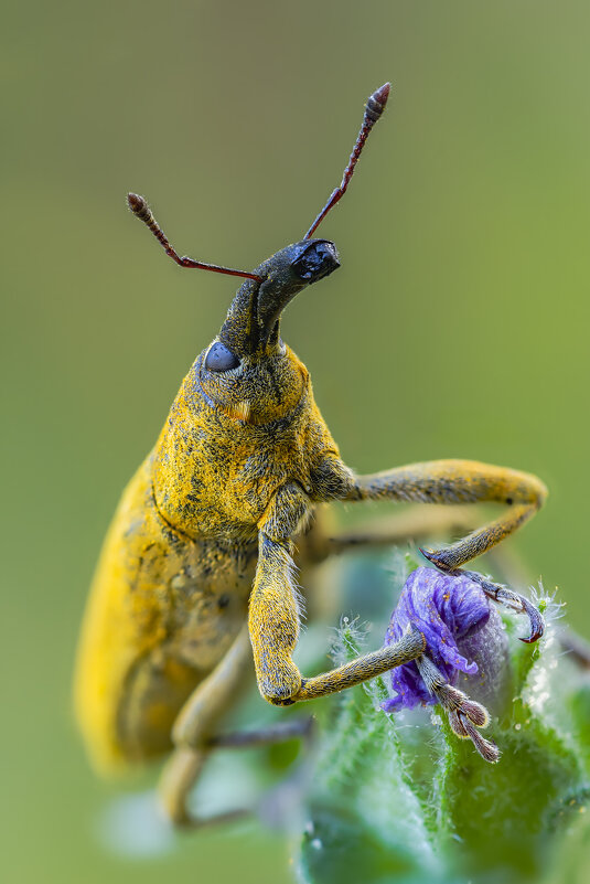 Долгоносик - Александр Григорьев Долгоносик - Александр Григорьев