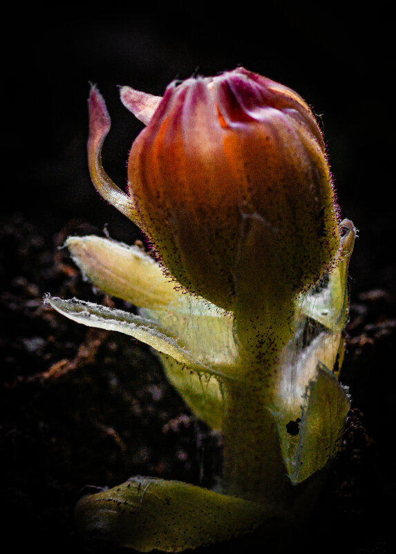 Магия пробуждения. - Владимир Магия пробуждения. - Владимир