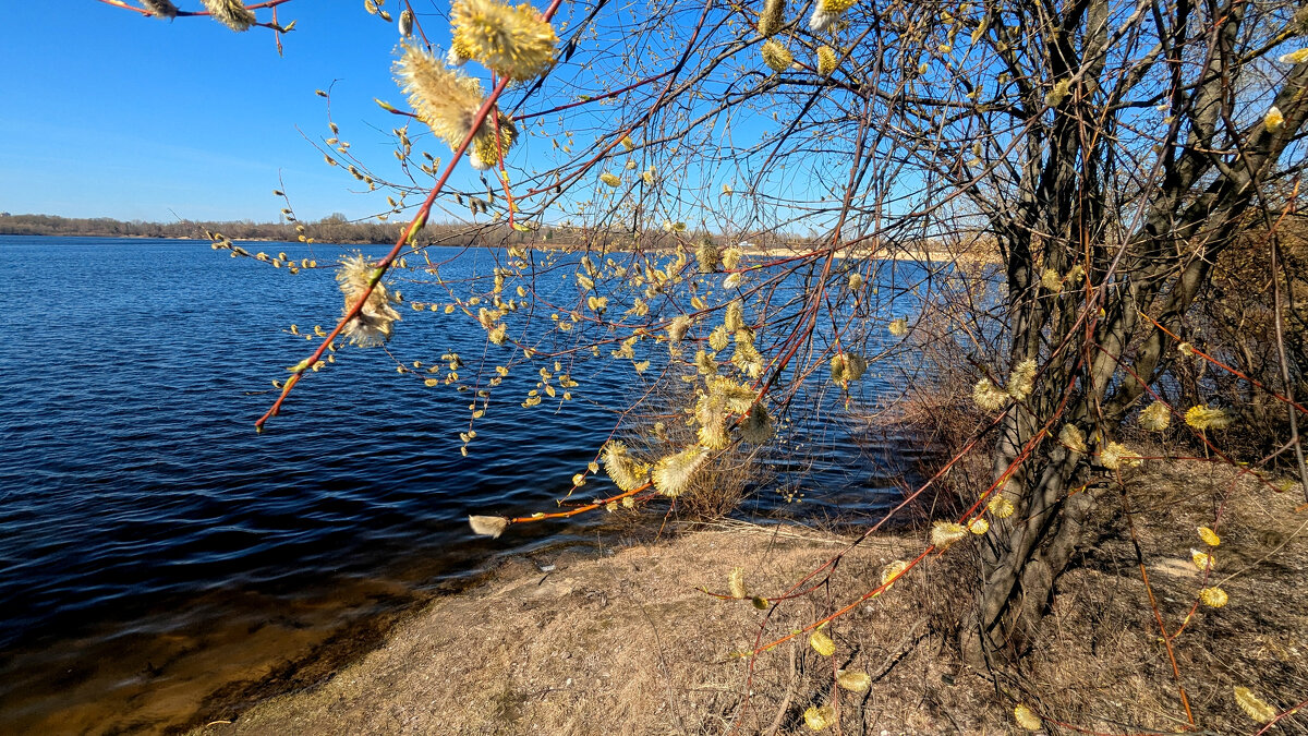 природа начала апреля 8 - Александр Прокудин природа начала апреля 8 - Александр Прокудин