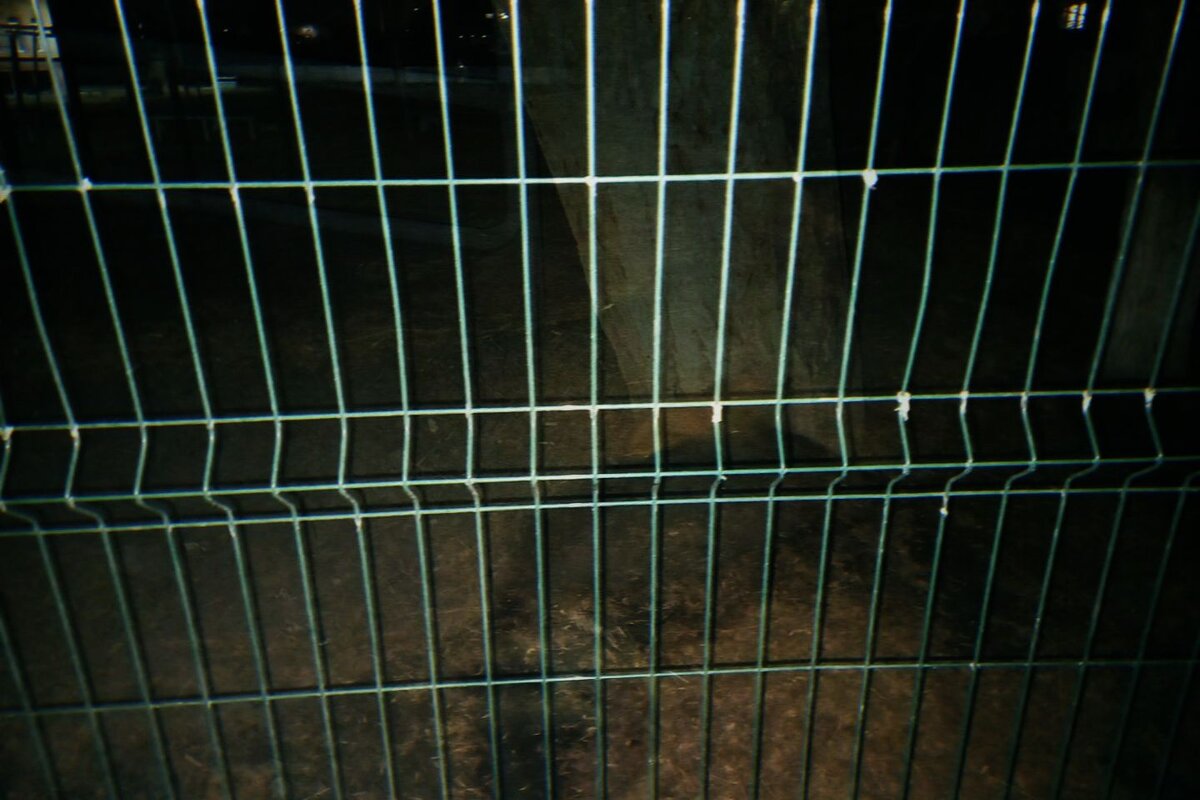 Мультиэкспозиция, питомец Миша за решёткой в школе. - Игорь Солдаткин