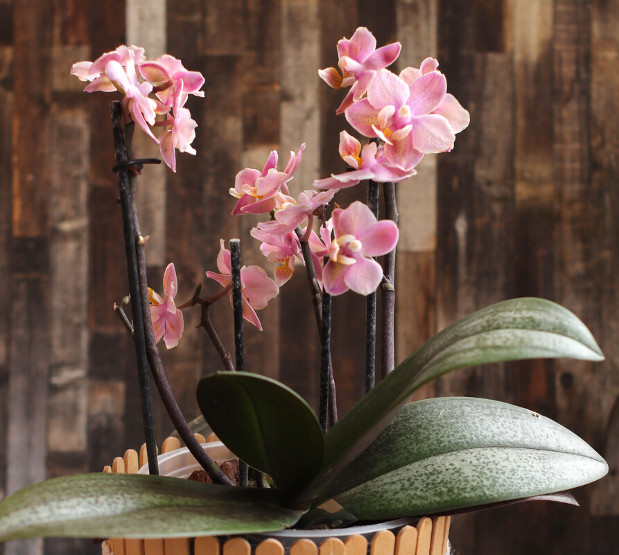 Орхидея на моем окне - Irene Irene