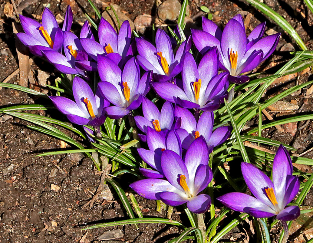 Апрель - время крокусов - Светлана Апрель - время крокусов - Светлана