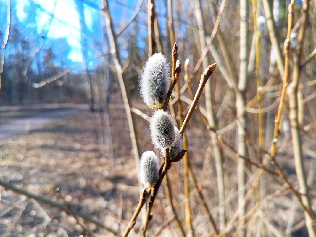 Ива - Сапсан 