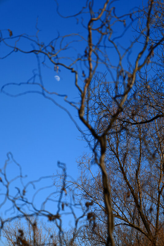 Дневное "половинолуние" - Dar(k) Life Дневное "половинолуние" - Dar(k) Life