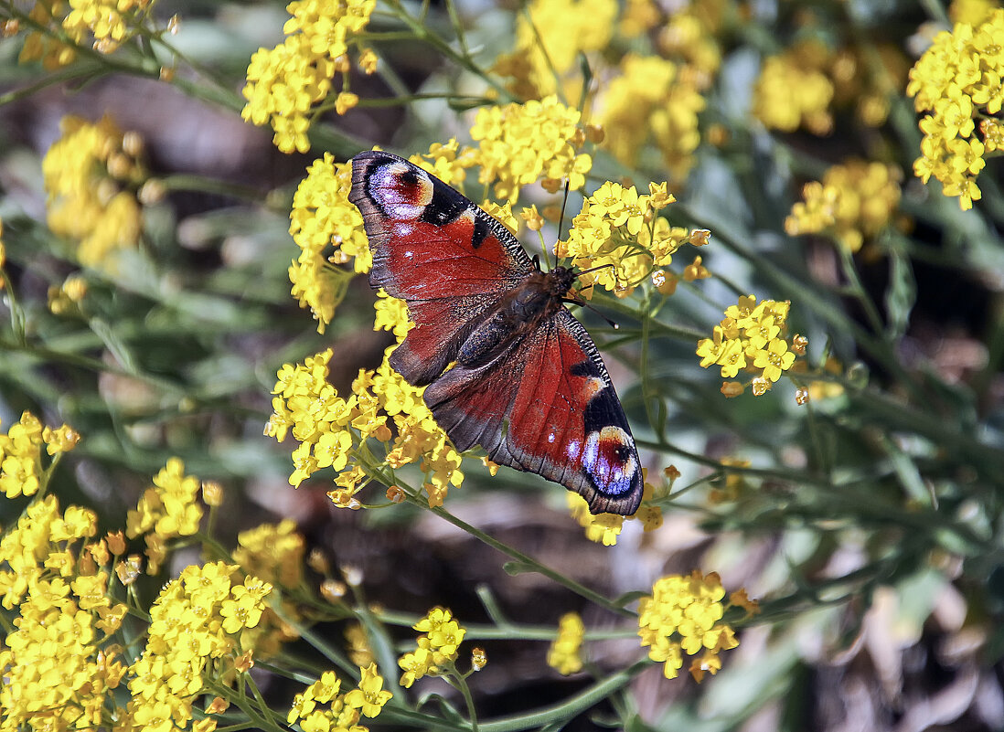 ****** - Андроник Александр ****** - Андроник Александр