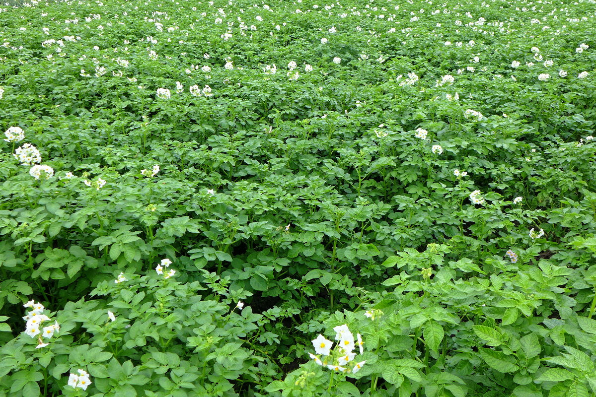 Картошка - Валерий Судачок Картошка - Валерий Судачок