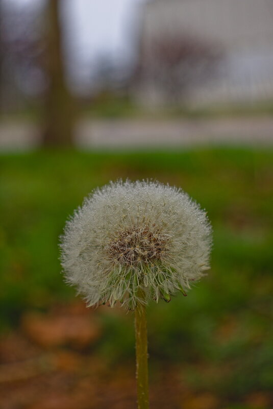 Одуванчик - Giant Tao / Одуванчик - Giant Tao /