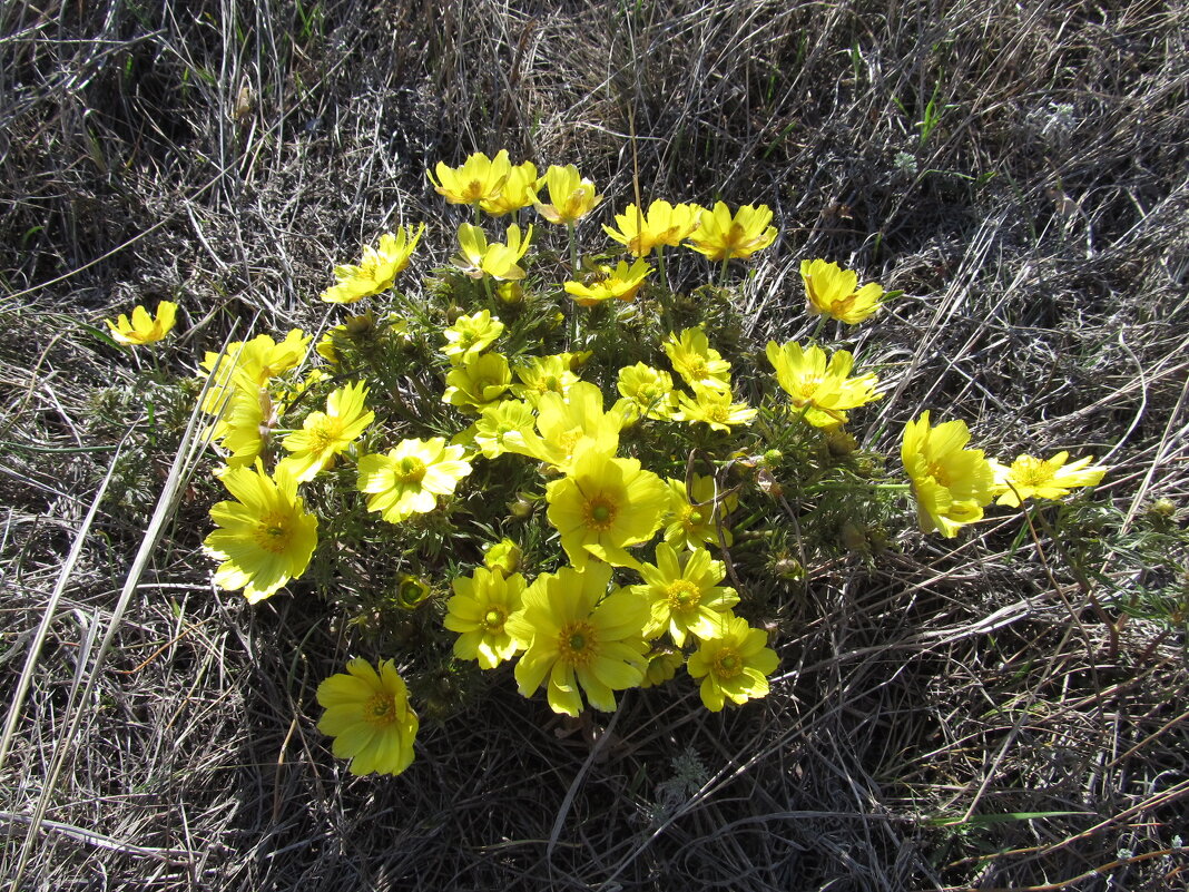 прекрасный адонис - Елена Шаламова