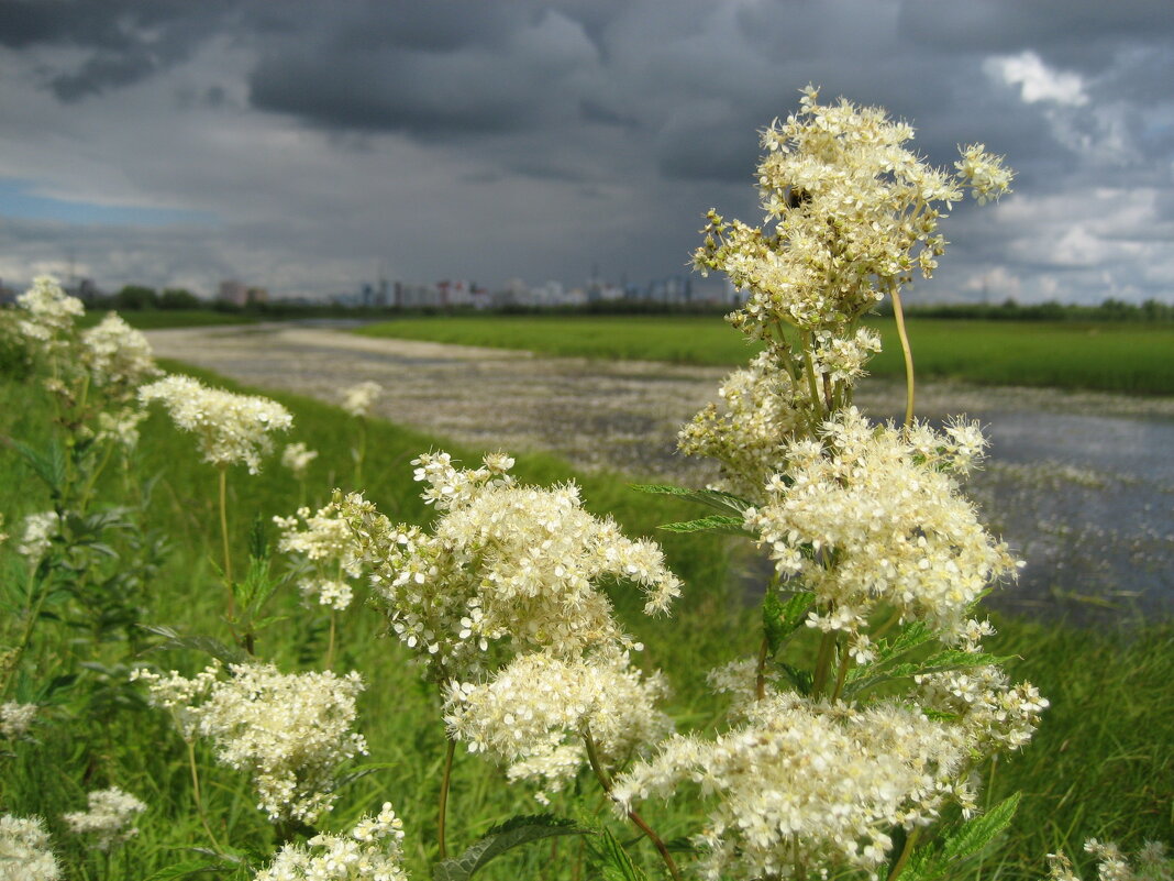 Таволга/лабазник - Anna Ivanova