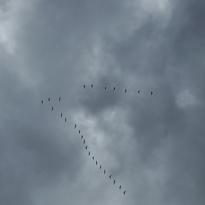 Птицы вернулись - BoxerMak Mak