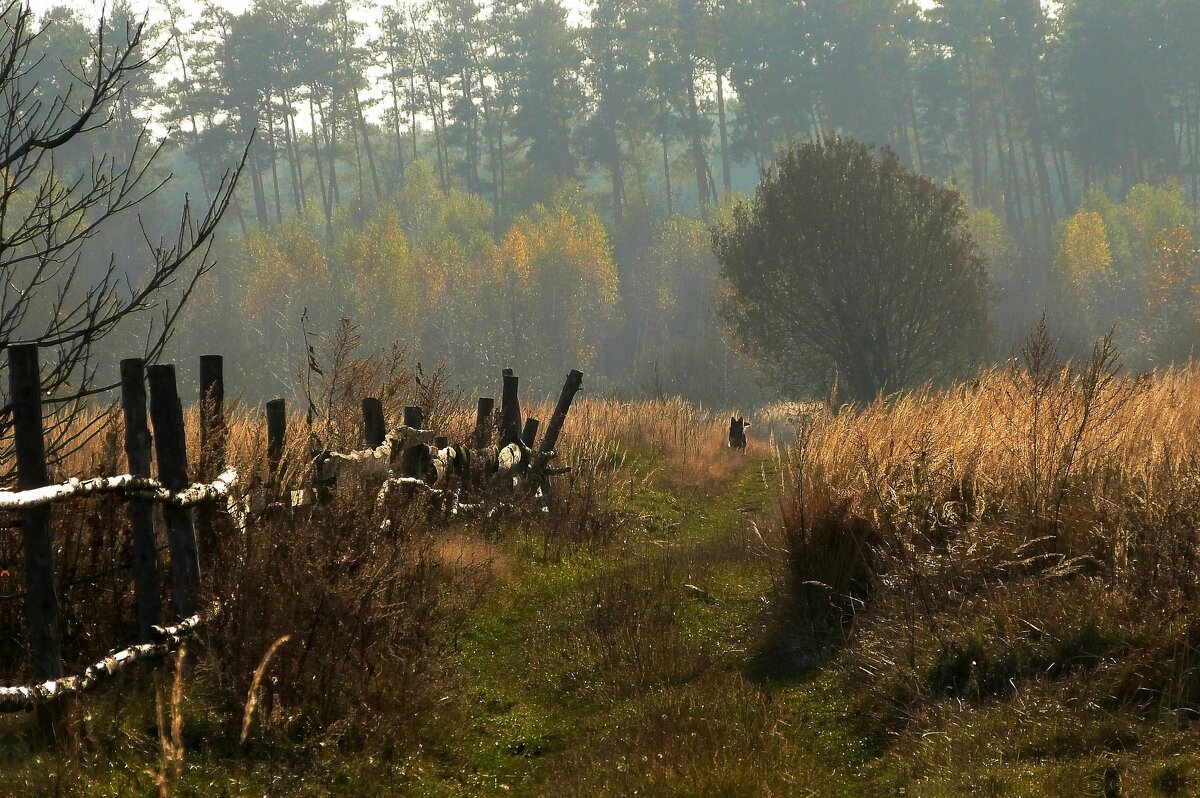 Осенний свет - Владимир Осенний свет - Владимир