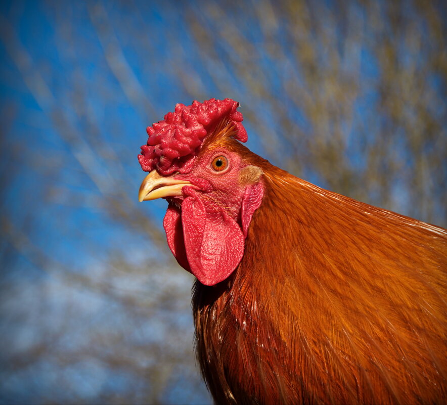 Портрет - lady v.ekaterina Портрет - lady v.ekaterina