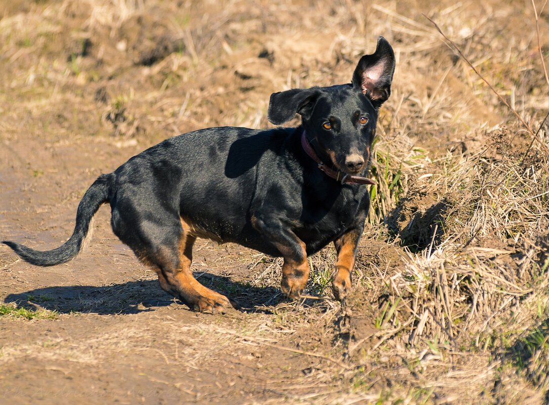 Матильда. - Андрей Андрианов