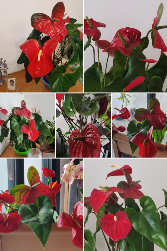 Антуриум цветёт у меня уже два года - Светлана Хращевская Антуриум цветёт у меня уже два года - Светлана Хращевская