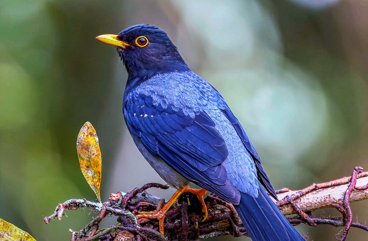 Лиловый дрозд - Aleksey Afonin