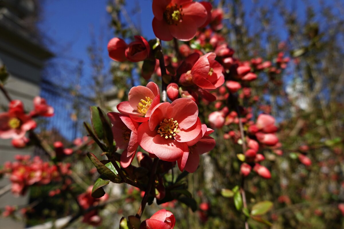 "Цветок айвы, красив, как мир,. Под стать лишь алому восходу!!.." - Галина "Цветок айвы, красив, как мир,. Под стать лишь алому восходу!!.." - Галина