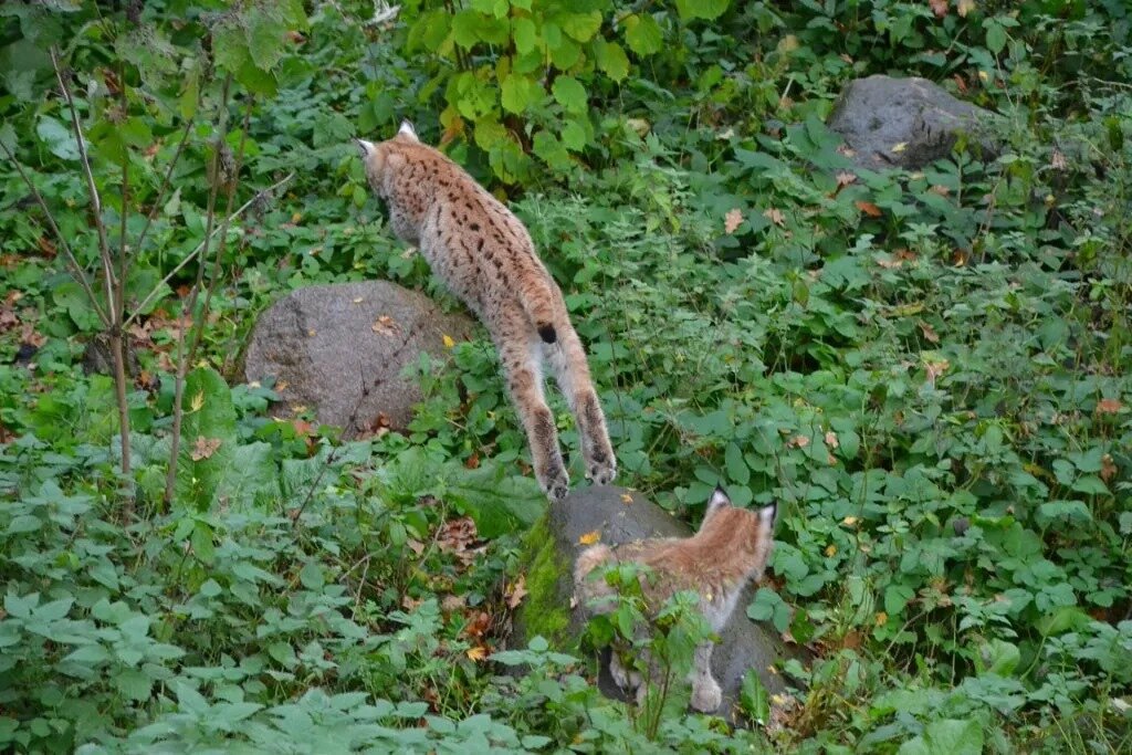 "Детишки резвятся" - Надежда 