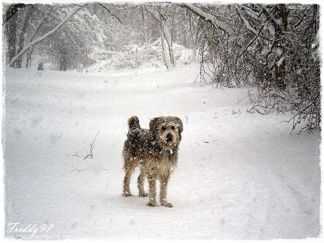 Где дорога, где тропа, всё окутала пурга! - Freddy 97 Где дорога, где тропа, всё окутала пурга! - Freddy 97