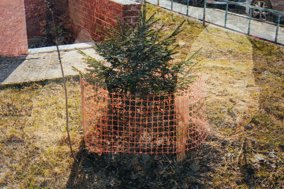 Ель и 2 камушка. - Игорь Солдаткин