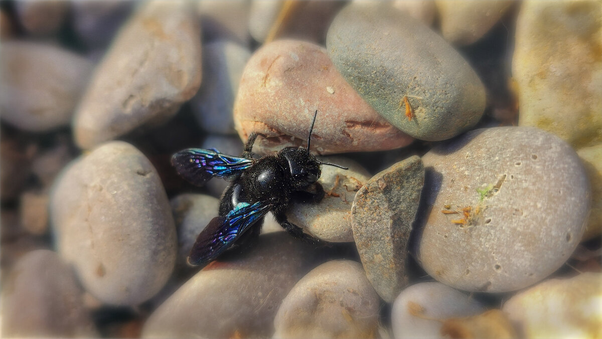 Пыльный Мух - AZ east3 Пыльный Мух - AZ east3