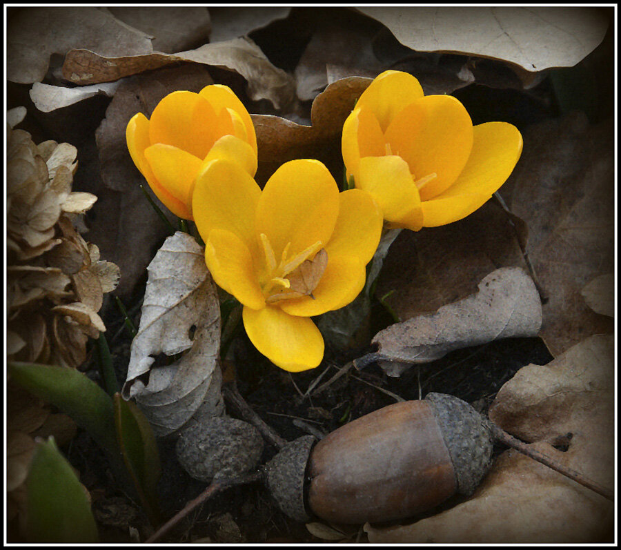 ВЕСНА ПРОСНУЛАСЬ - Aleksandr Gal