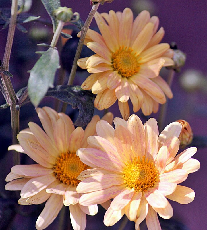 Цветочное трио - Светлана SvetNika17