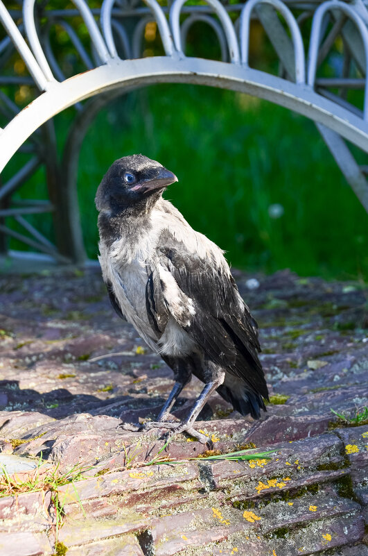 Ворон, в самом расцвете сил! - Андрей Сосновский