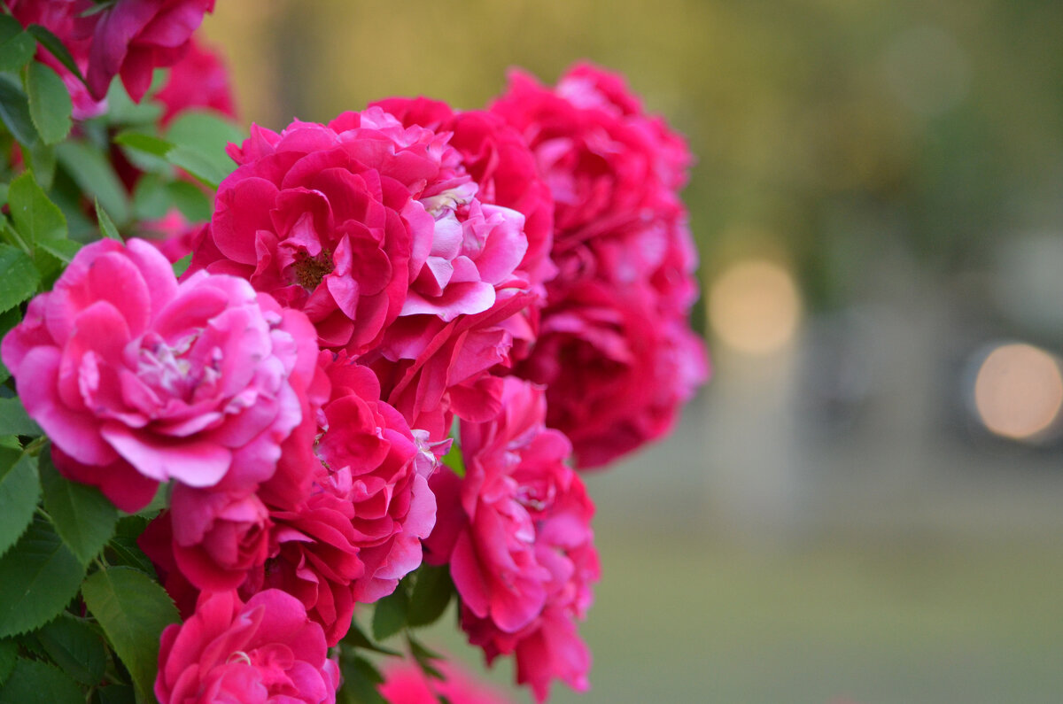 Цветущая роза - Сергей М Цветущая роза - Сергей М