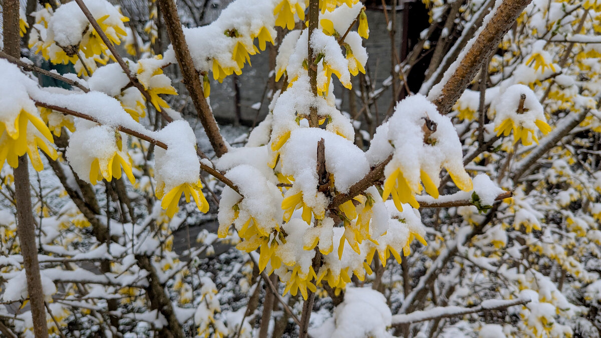 апрельская флора под снегом  3 - Александр Прокудин