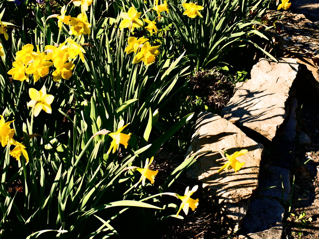 Весенние зарисовки 74 - Алексей Кузнецов