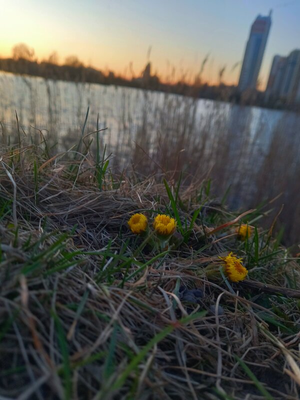 Мать-и-мачеха - Сапсан 