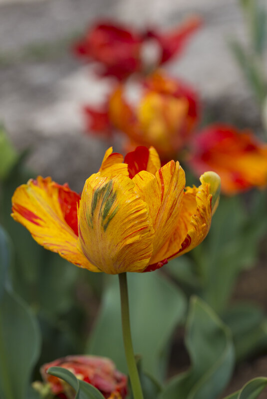 Мир тюльпанов - Светлана Тихонина Мир тюльпанов - Светлана Тихонина