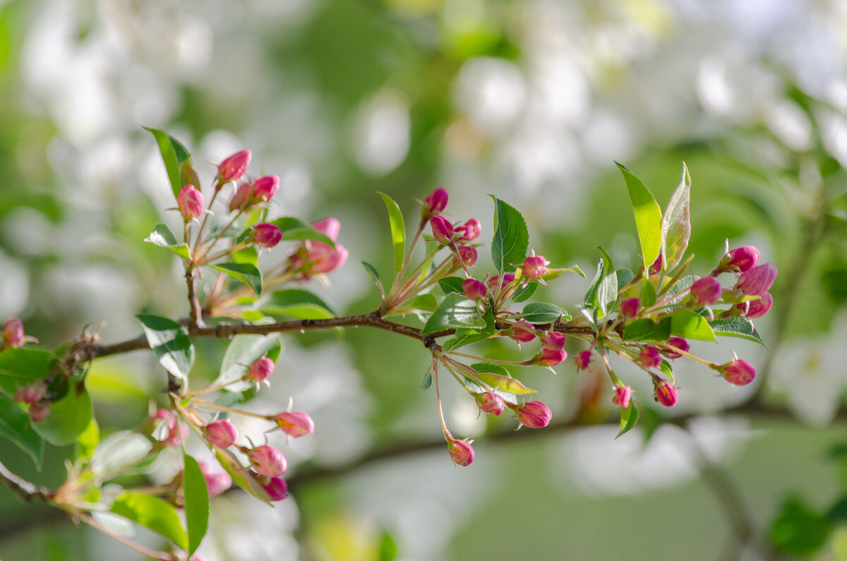 *** - Виктор Иванович Чернюк *** - Виктор Иванович Чернюк