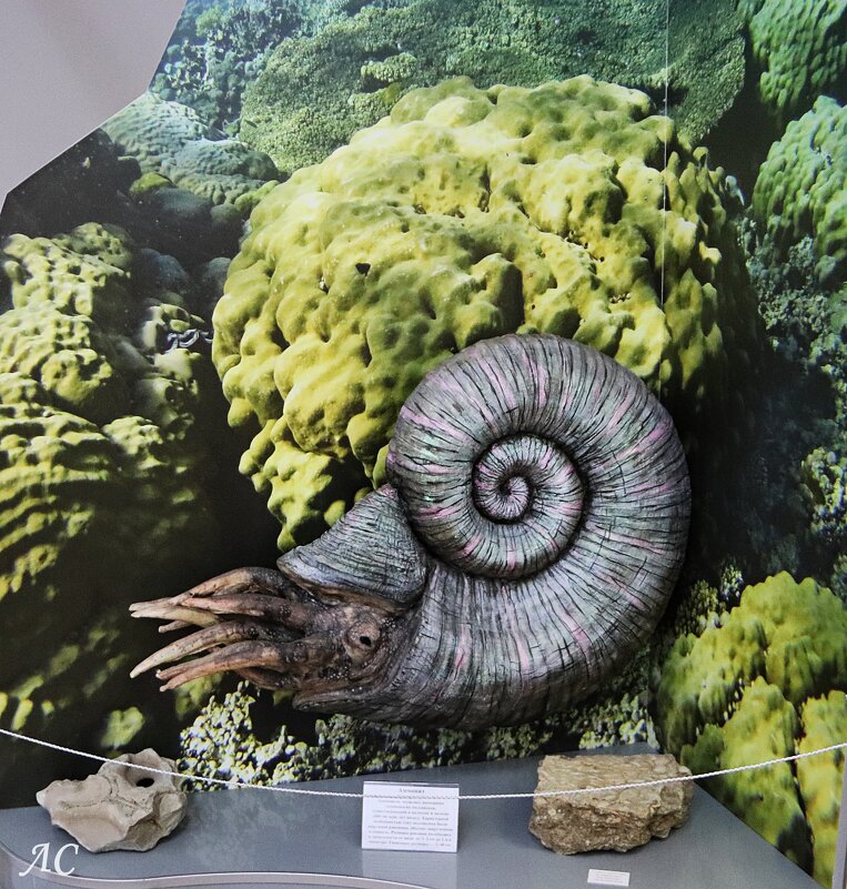 Аммониты - Любовь Сахарова