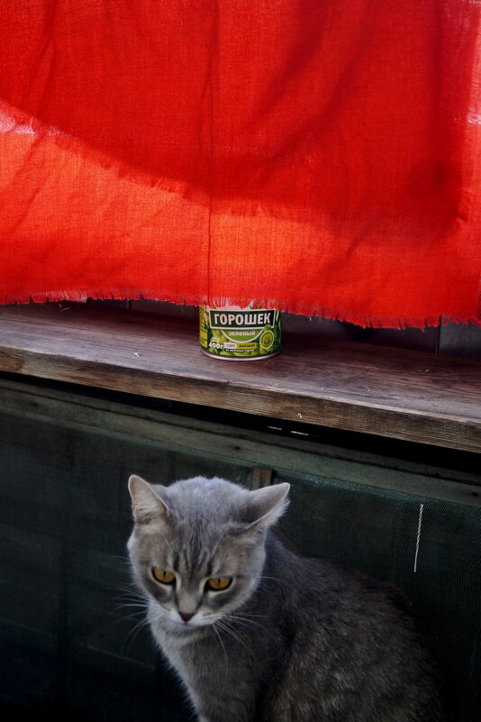 "Выгляни в окошко, дам тебе горошка..." - Maria Rainer